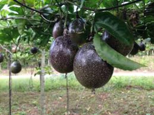 Passion Fruit Plant