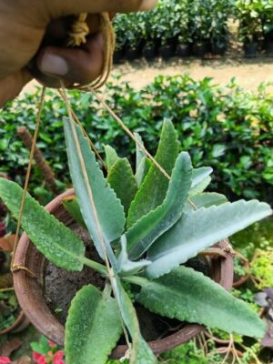 pathor-kuchi-patahangflower-2-pli Pathor Kuchi Pata - Miracle Leaf Plant