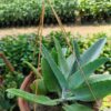 Pathor Kuchi Pata - Miracle Leaf Plant