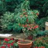 Peach Fruit Plant