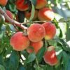 Peach Fruit Plant
