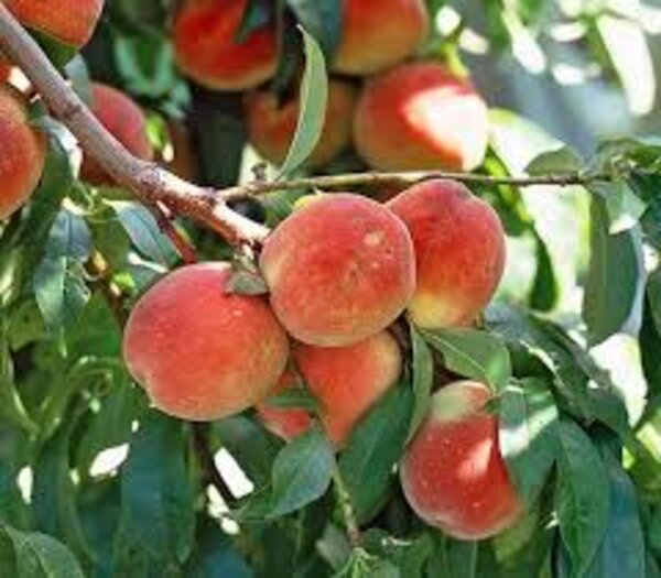 Peach Fruit Plant