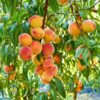 Peach Fruit Plant