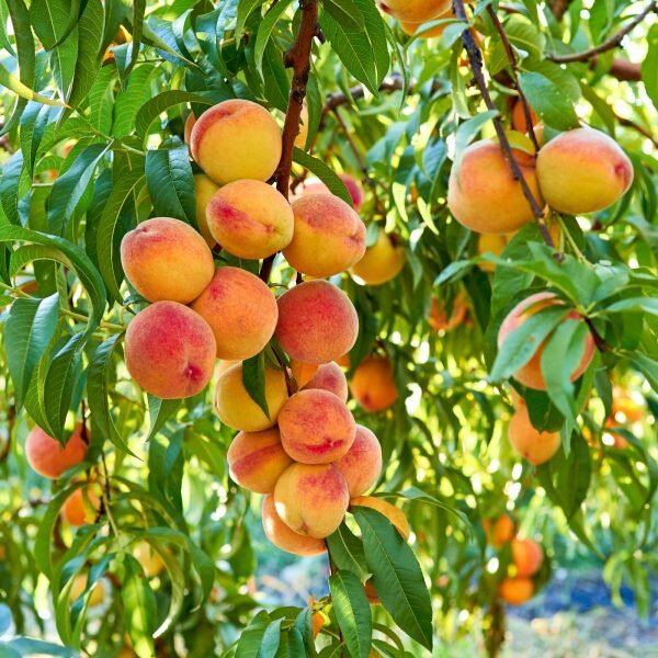 Peach Fruit Plant