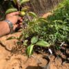 Persimmon Fruit Plant