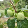 Persimmon Fruit Plant
