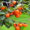Persimmon Fruit Plant