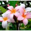 plumeria-pink-pli Plumeria Flower Plant, Pink