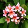 plumeria-pink2-pli Plumeria Flower Plant, Pink