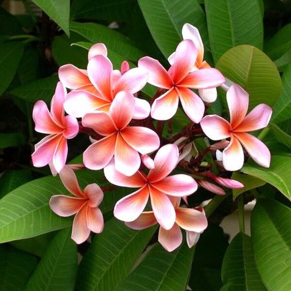 plumeria-pink2-pli Plumeria Flower Plant, Pink