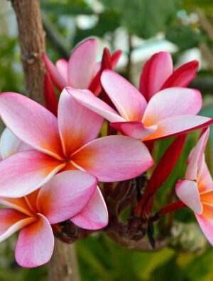 plumeria-pink3-pli Plumeria Flower Plant, Pink
