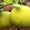 Pomelo Fruit Plant