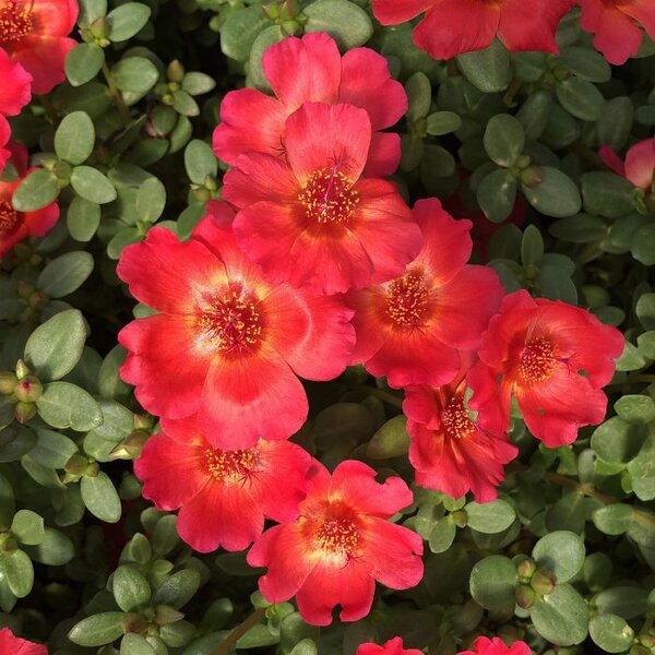 Portulaca Flower Hanging Plant