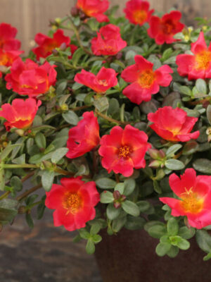 Portulaca Flower Hanging Plant