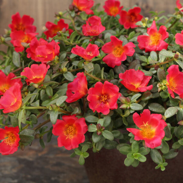 Portulaca Flower Hanging Plant