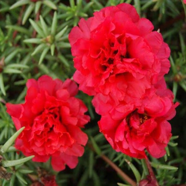 Portulaca Flower Hanging Plant