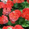 primula-obconicared-pli Obconica Primrose Flowering Plant Red