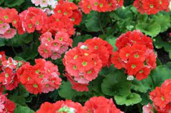 primula-obconicared-pli Obconica Primrose Flowering Plant Red