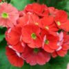 primula-obconicared3-pli Obconica Primrose Flowering Plant Red