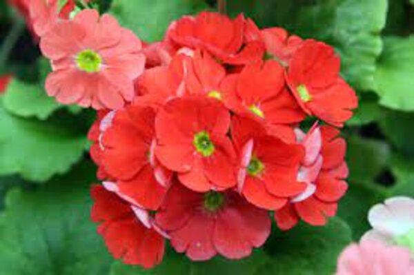 primula-obconicared3-pli Obconica Primrose Flowering Plant Red
