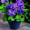 primula-obconicaviolet-pli Obconica Primrose Flower Plant, Violet