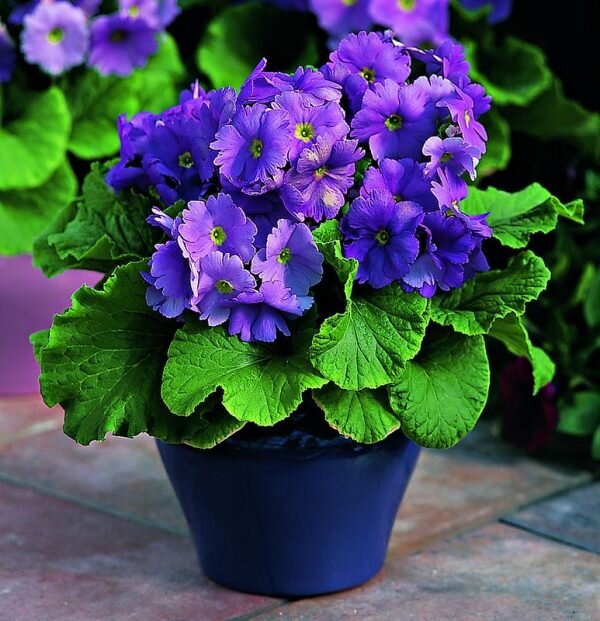 primula-obconicaviolet-pli Obconica Primrose Flower Plant, Violet