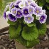 primula-obconicaviolet2-pli Obconica Primrose Flower Plant, Violet