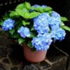 primula-obconicaviolet4-pli Obconica Primrose Flower Plant, Violet