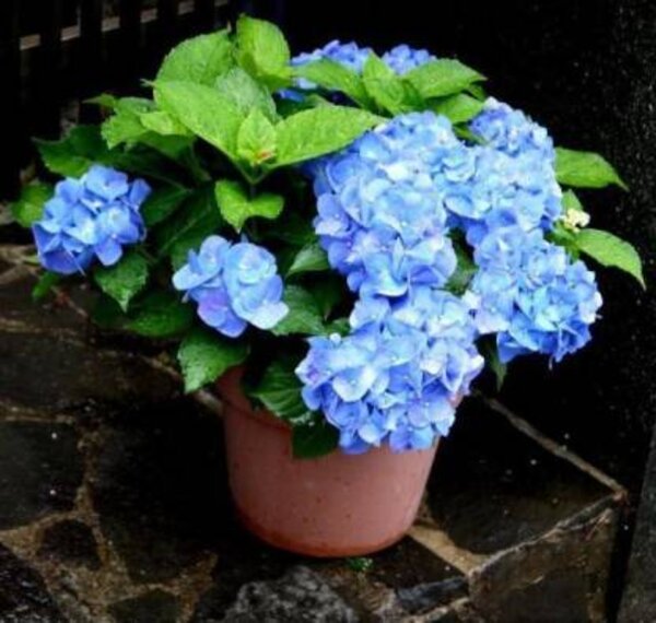 primula-obconicaviolet4-pli Obconica Primrose Flower Plant, Violet