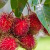 Rambutan Fruit Plant