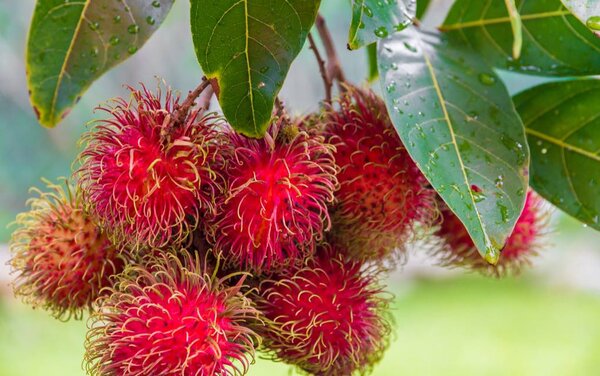 Rambutan Fruit Plant