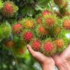 Rambutan Fruit Plant
