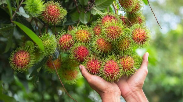 Rambutan Fruit Plant