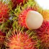 Rambutan Fruit Plant