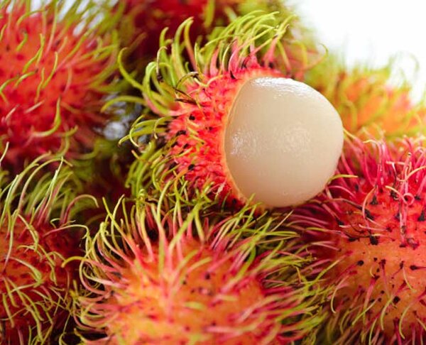Rambutan Fruit Plant