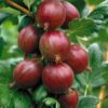 Red Amla (Amloki) Fruit Plant