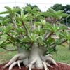 Red Arabicum Adenium Plant