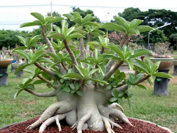 Red Arabicum Adenium Plant
