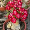 Red Arabicum Adenium Plant