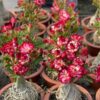 Red Arabicum Adenium Plant