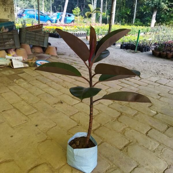 Red Banyan Rubber Plant