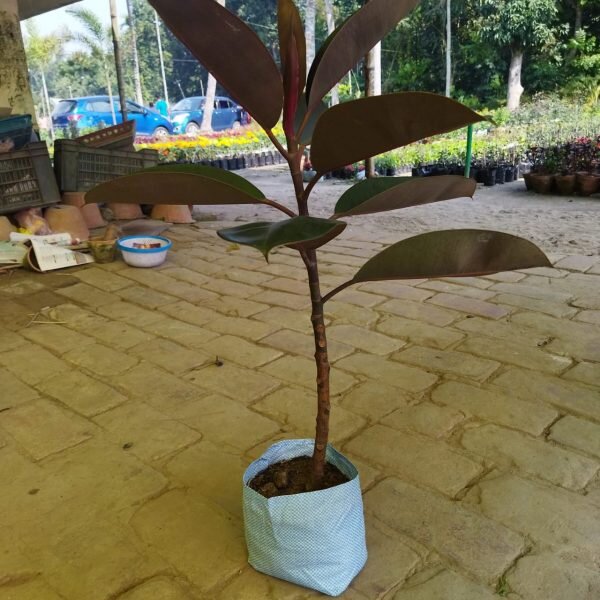 Red Banyan Rubber Plant