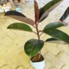 Red Banyan Rubber Plant