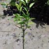 Red Malta Orange Fruit Plant