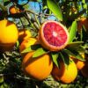 Red Malta Orange Fruit Plant