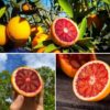 Red Malta Orange Fruit Plant