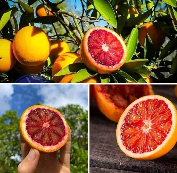 Red Malta Orange Fruit Plant