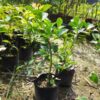 red-strawberry-guava-pli Red Strawberry Guava Plant
