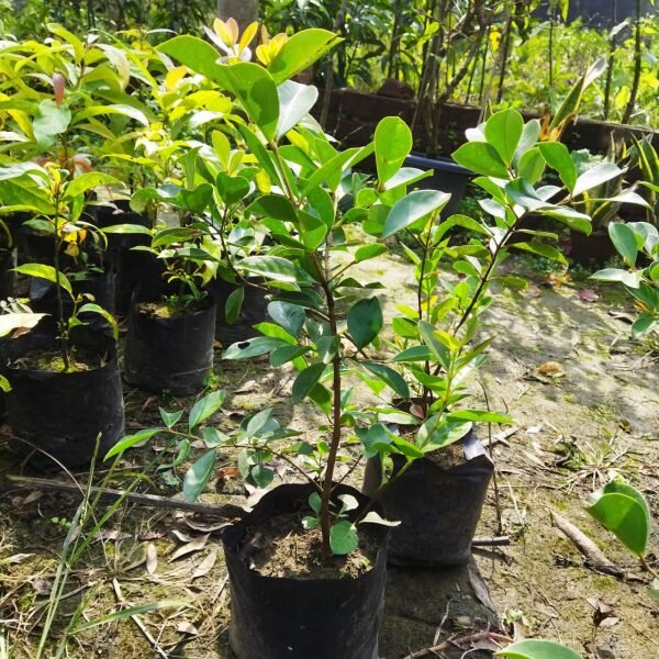 red-strawberry-guava-pli Red Strawberry Guava Plant