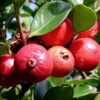 red-strawberry-guavaseedlflower-layerflower-pli Red Strawberry Guava Plant